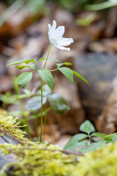 istock Three leaved anemone, Anemone trifolia or Anemonoides trifolia is very rare and endangered three-leaved anemone, in buttercup family Ranunculaceae 2185408239