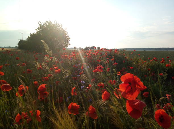 istock Poppies in the morning 2185408344