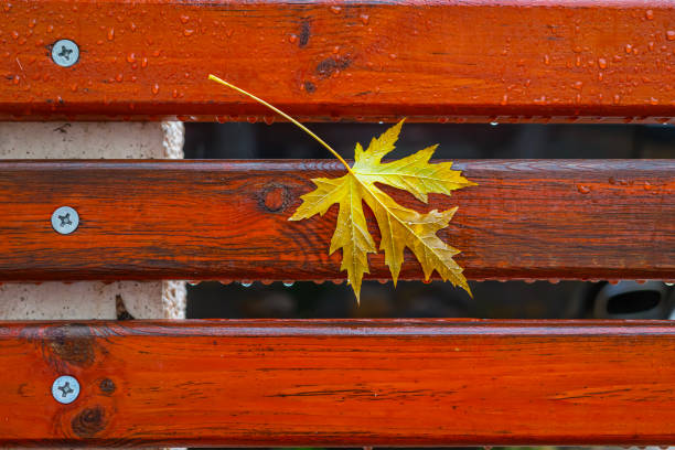 istock Yellow maple leaf on wet orange bench with visible raindrops, vivid autumn background 2185408947