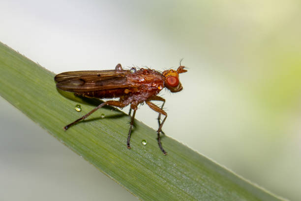 Small fly with big eyes or Pipunculus sp perched on green leaf in tropical garden