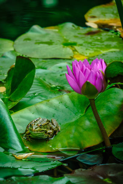 istock Frog Resting on a Lily Pad Beside a Vibrant Water Lily 2185410045