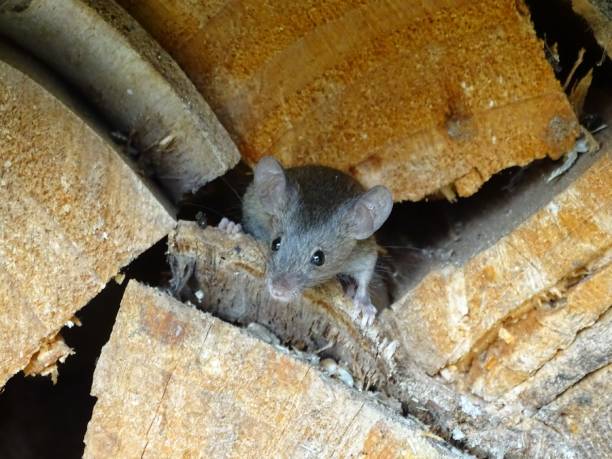 istock Mouse in the woodpile 2185411433