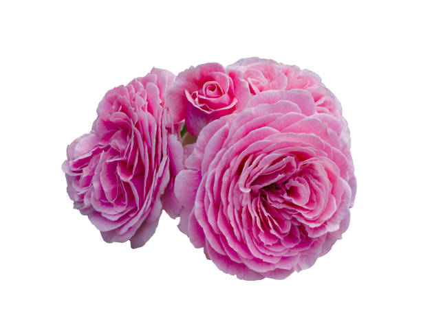 istock Bouquet of pink roses isolated on white background 2185412049