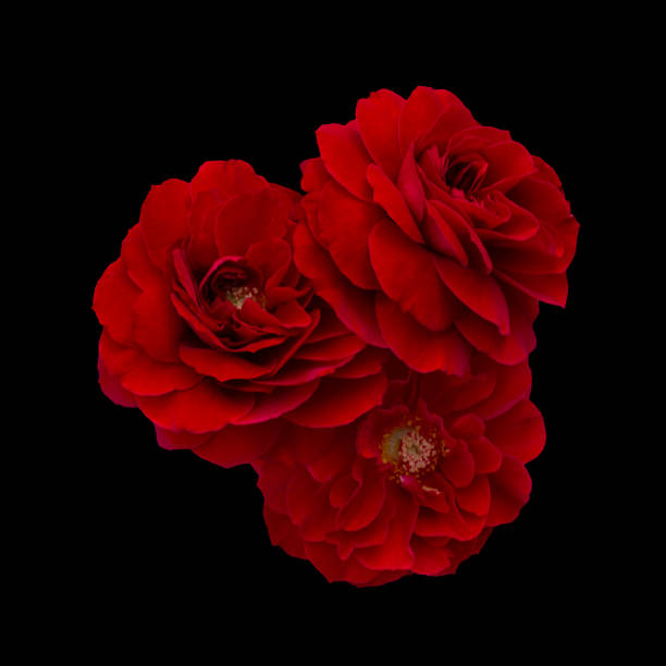 Bouquet of pink roses isolated on black background. Detail for creating a collage