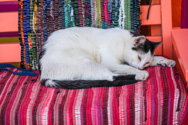 Cat sleeps on colourful blanket, Karpathos Town, Karpathos