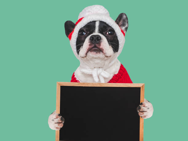 istock Happy Holidays. Lovable puppy and board. Closeup 2185413389