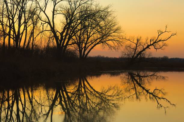 Silhouetted Trees Reflecting in Water at Horicon Marsh