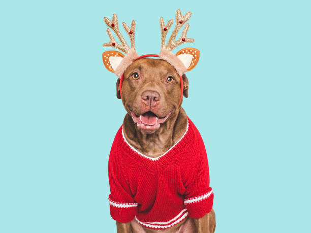 istock Merry Christmas and Happy New Year. Charming dog 2185414016