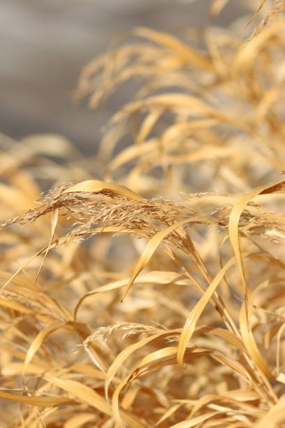A cluster of dry grasses swaying gently in the breeze. Their golden hues indicate maturity, likely in late summer or early autumn, as they radiate warmth under soft sunlight. These appear to be Miscanthus or switchgrass, commonly found in naturalistic landscapes or gardens.