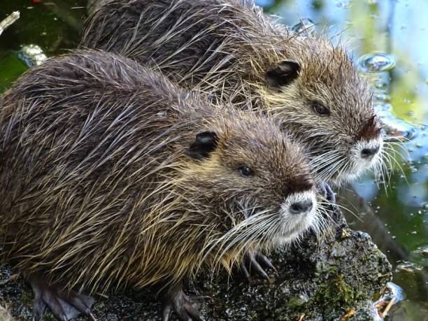 Two nutria sit on the bank