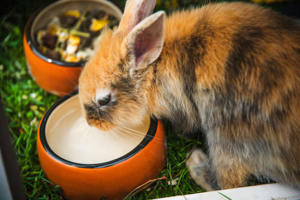 istock Cute little bunny drinking water from a bowl during summer. 2185416128