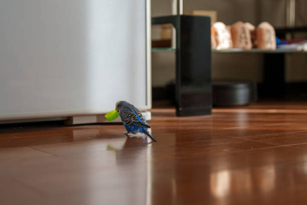 Material of blue budgies playing with plastic bottle caps.
