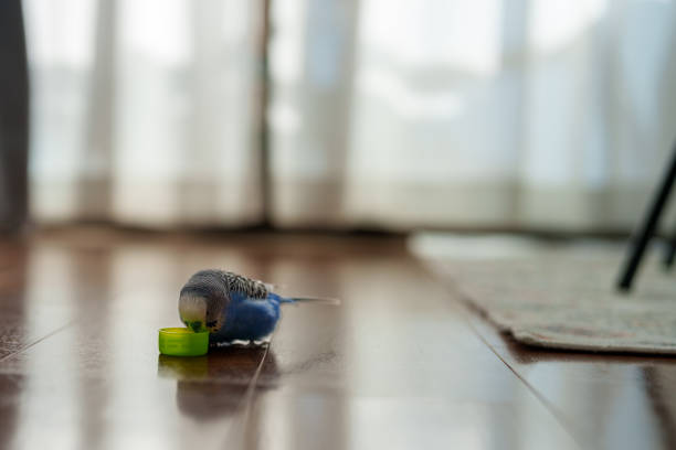 Material of blue budgies playing with plastic bottle caps.