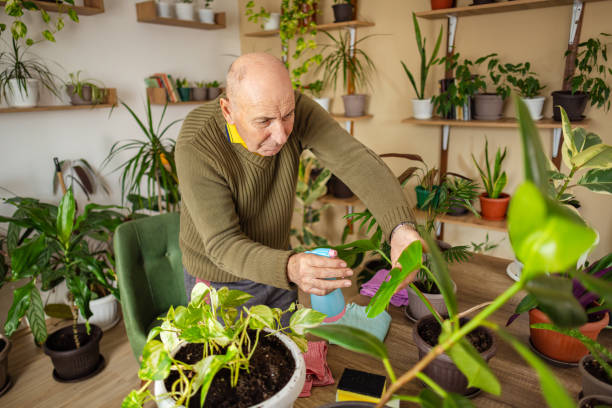 istock Elderly Man Caring for Houseplants 2185418353