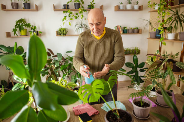 istock Senior Man Cleaning Plant Leaves 2185418354