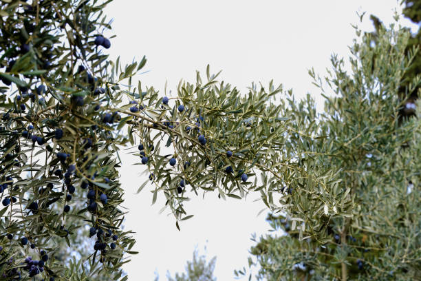 Close-up of ripe purple and red olives hanging on lush green branches of an olive tree, captured in natural light.