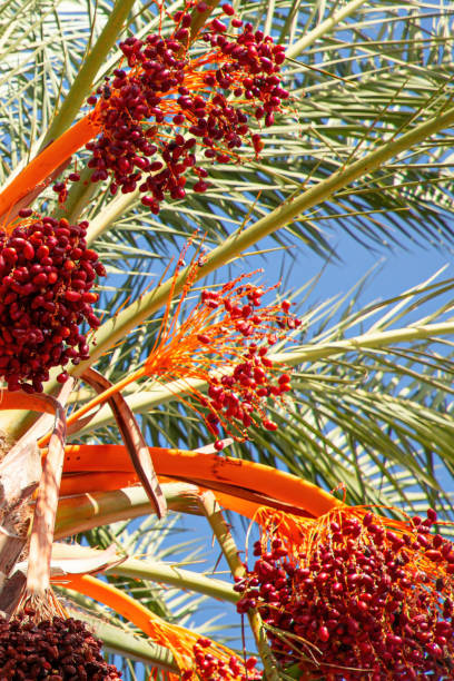 A vibrant close-up of a palm tree adorned with clusters of bright red dates, captured under the warmth of a clear, sunny sky. The lush green fronds of the palm contrast beautifully with the vivid red fruit, creating a tropical and inviting atmosphere. The bright sunlight enhances the rich colors, making this scene an ideal representation of a sun-soaked, tropical environment.Perfect for promoting tropical destinations, summer vacations, botanical beauty, and showcasing the natural splendor of palm trees and exotic fruit. Ideal for travel marketing, nature photography, and lifestyle advertising.