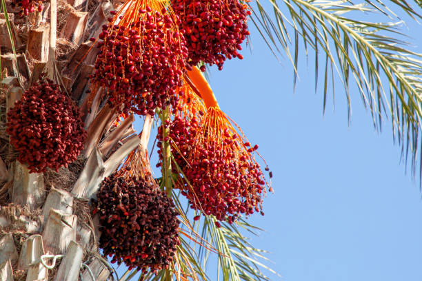 A vibrant close-up of a palm tree adorned with clusters of bright red dates, captured under the warmth of a clear, sunny sky. The lush green fronds of the palm contrast beautifully with the vivid red fruit, creating a tropical and inviting atmosphere. The bright sunlight enhances the rich colors, making this scene an ideal representation of a sun-soaked, tropical environment.Perfect for promoting tropical destinations, summer vacations, botanical beauty, and showcasing the natural splendor of palm trees and exotic fruit. Ideal for travel marketing, nature photography, and lifestyle advertising.