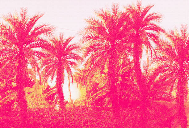Trees in the forest  filter with color tone