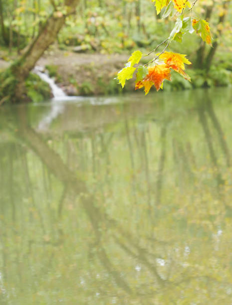 Autumn in Euskadi. Hernani, Autumn in the Urumea River as it passes through Hernani, Euskadi