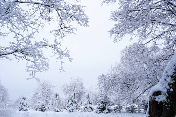 istock Winter snowy landscape. A beautiful forest in a light. Tree branches 2185420559