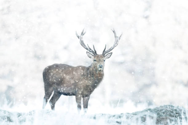 istock Red deer stag in the falling snow in winter 2185420861