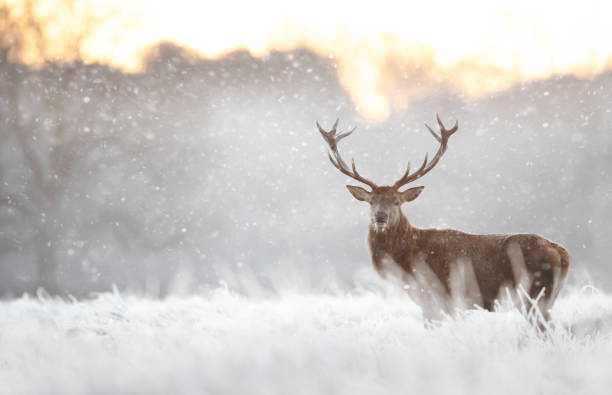 istock Red deer stag in the falling snow in winter 2185420911