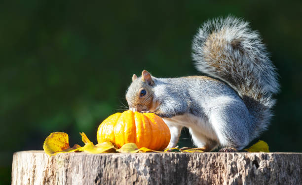 istock Grey squirrel investigating pumkin on a tree stump in autumn 2185420912