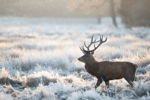istock Red deer stag in the falling snow in winter 2185420924
