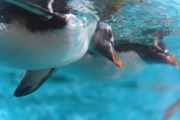 Penguin on a sunny day