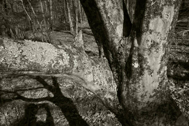 istock Ironwood tree and shadows, monochrome 2185422469