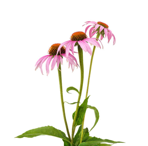istock Pink flowers of echinacea. 2185422517