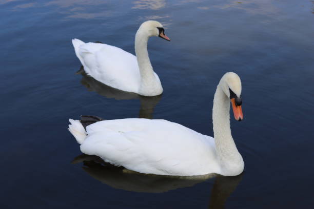 istock Pair of mute swans gliding on a lake 2185422641