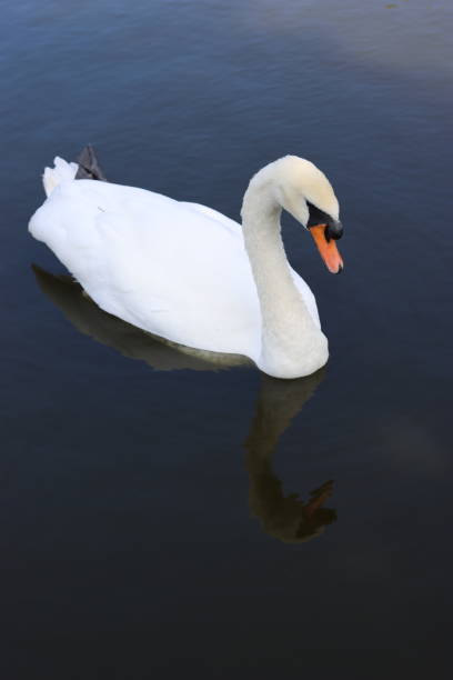 istock Mute swan swimming on a lake 2185422717