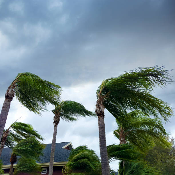 Palm trees during powerful tropical storm over dark sky