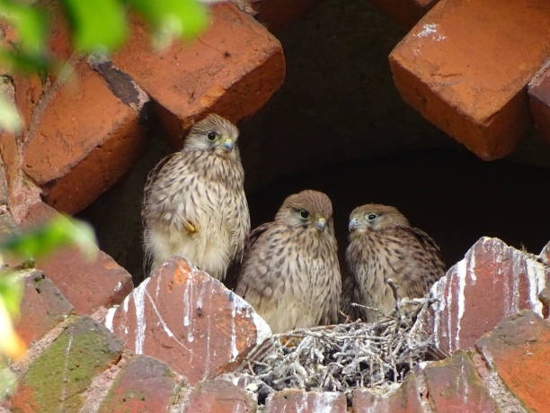 Three kestrels in the church tower