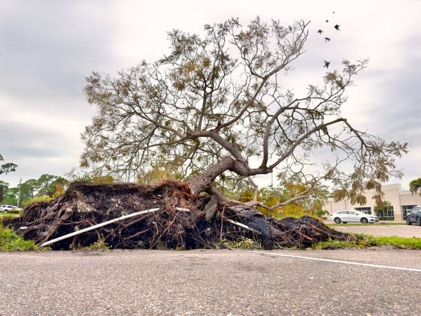 Fallen tree in parking lot after Hurricane Milton in Sarasota, Florida