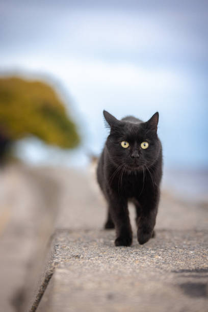 Street cat is walking on the street.Istanbul - Turkey.