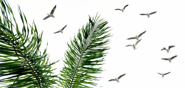 istock Palm tree leaves and flock of seagulls over white background 2185424126