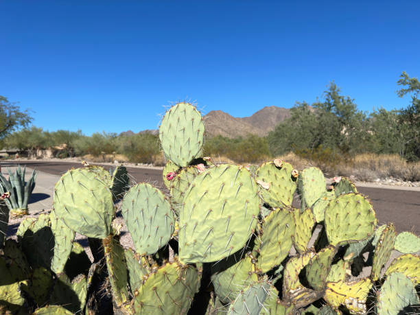 A Prickly Pear cactus grows in the desert around Scottsdale Arizona, an attractive thorny but edible plant growing in many countries around the World