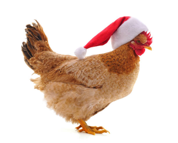 istock Chicken in Christmas hat. 2185424216