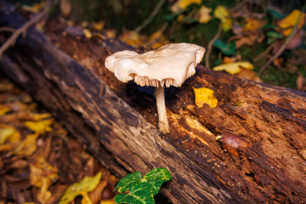 Mushrooms Growing in the Forest in Autumn