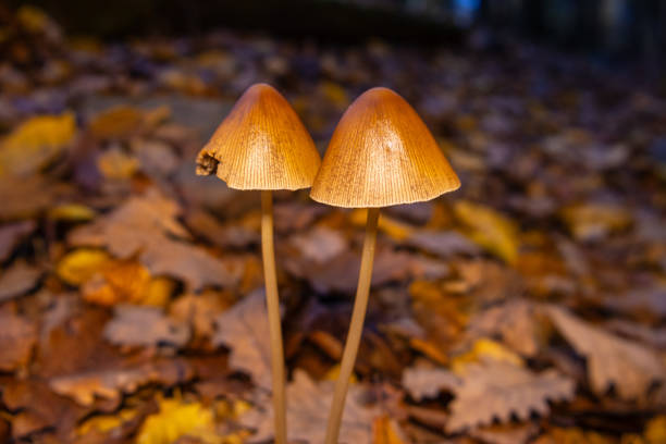 Mushrooms Growing in the Forest in Autumn