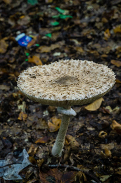 istock Autumn Mushroom Photos 2185429482