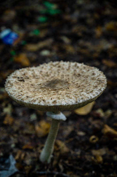 istock Autumn Mushroom Photos 2185429495