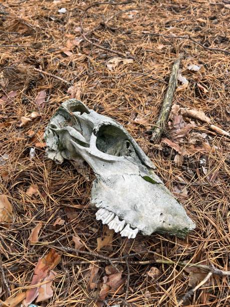 istock animal skull in a forest clearing among pine needles 2185430056