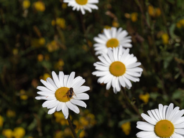 Flowering. Blooming chamomile, Chamomile flowers. Beautiful wild flower