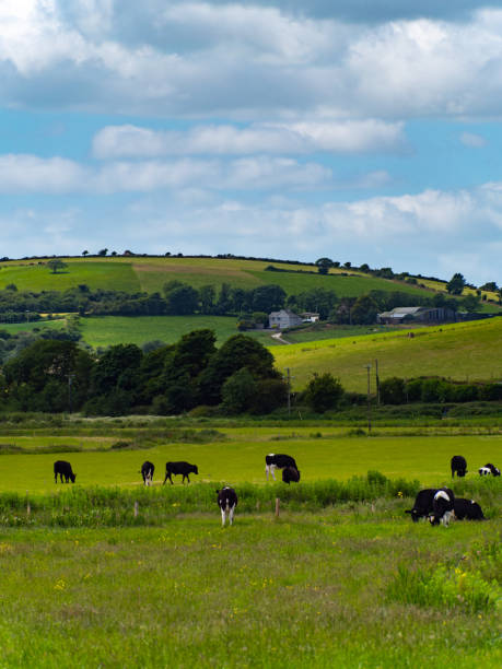istock A cows graze on a meadow on a summer. Hilly Irish agrarian landscape. Clear blue sky with white clouds. Black and white cow on green grass field 2185430066
