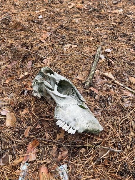 istock animal skull in a forest clearing among pine needles 2185430070