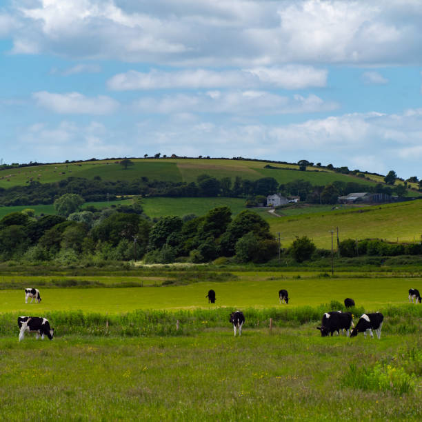 istock A cows on a meadow. Hilly landscape. Clear blue sky with white clouds. Black and white cow on green grass field 2185430108
